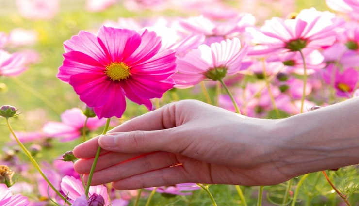 گلدهی گیاهان آپارتمانی