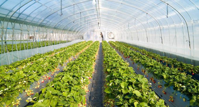 بهترین کود برای گلخانه