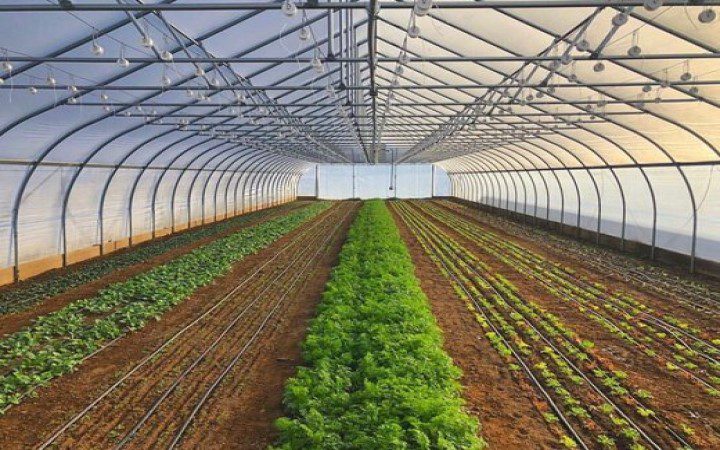 بهترین کود برای گلخانه