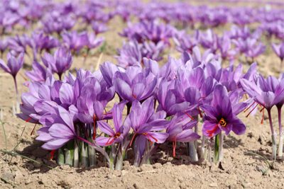 بهترین کود برای زعفران چیست؟