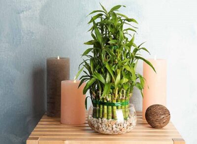 خرید بهترین کود مایع برای بامبو