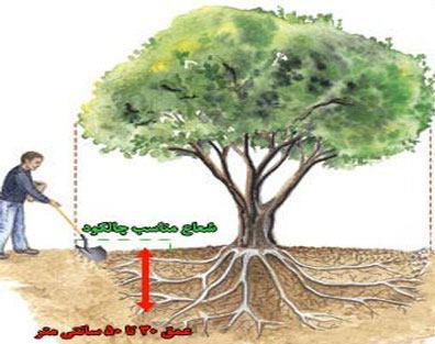خرید بهترین کود برای چالکود درختان