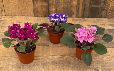 خرید بهترین کود برای بنفشه آفریقایی