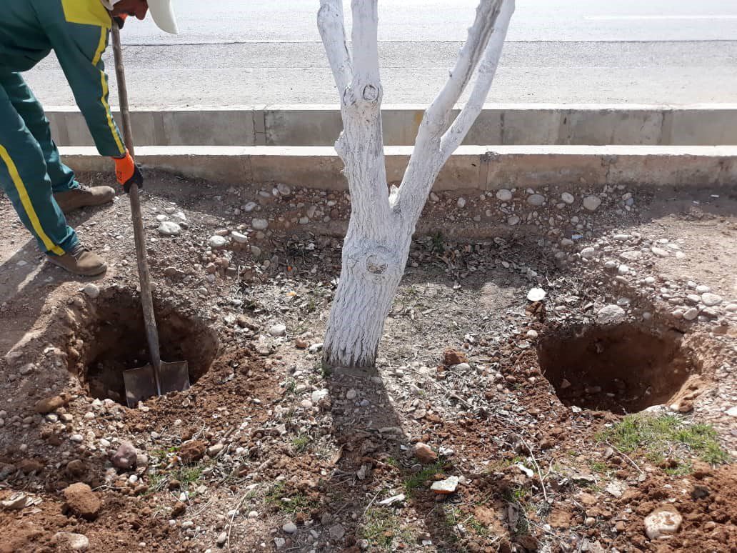 خرید بهترین کود برای چالکود درختان