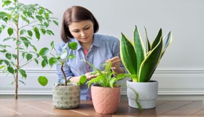 کوددهی گل‌های زینتی