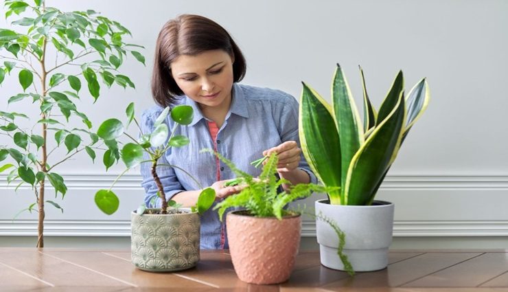 کوددهی گل‌های زینتی
