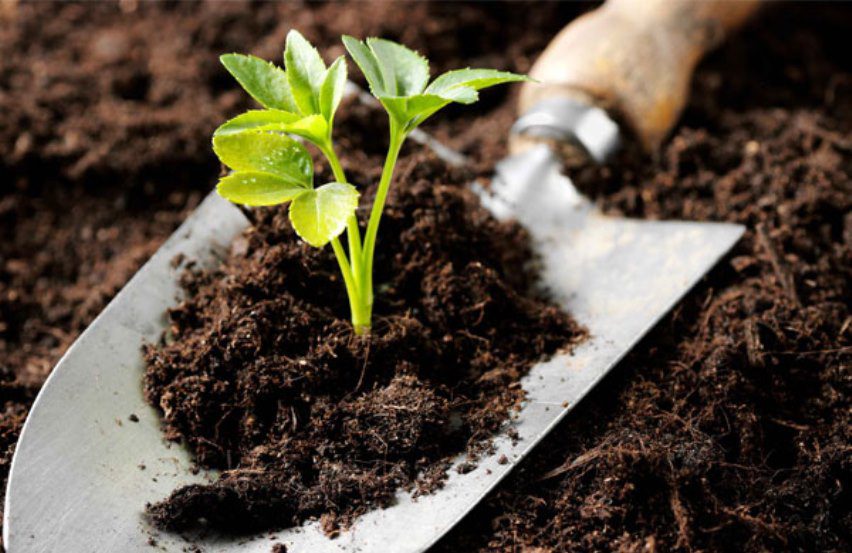 راهنمای خرید کود