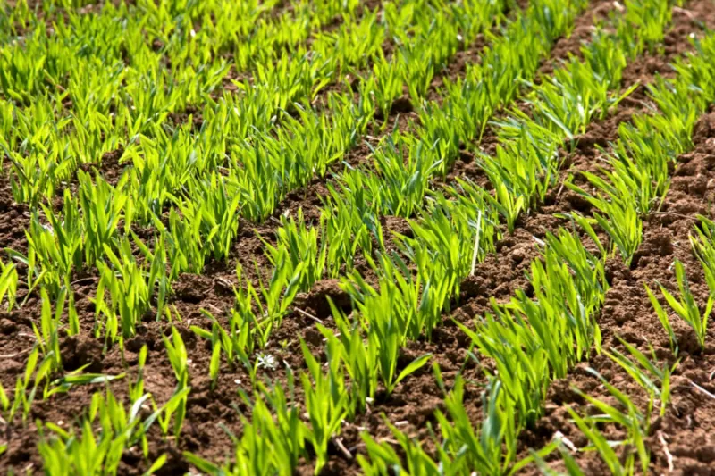 بهترین کود پودری برای گندم